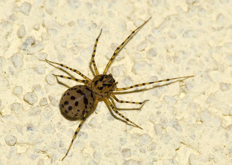 Scytodidae:  Scytodes thoracica  - L''Aquila
